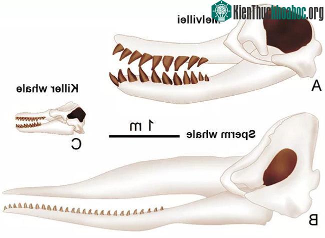 Melvillei thuộc họ cá nhà táng và cá voi sát thủ.