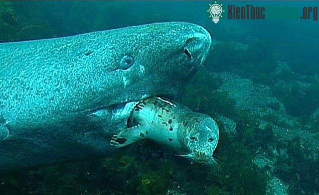 Cá mập Greenland thường phục kích săn hải cẩu.