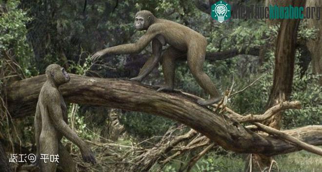 Ardipithecus (chi vượn đất).