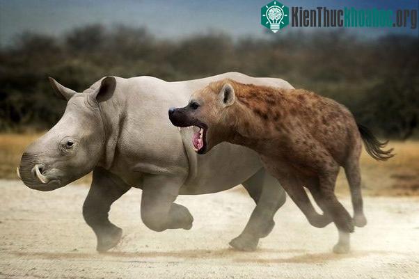 Chúng sinh sống từ 3 triệu đến 400.000 năm trước từ Pliocene muộn đến Pleistocene giữa.