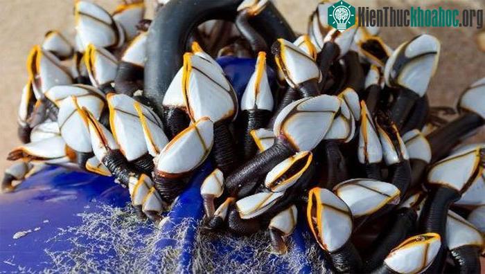Món phổ biến nhất vẫn là luộc ốc cho chín để là có thể thưởng thức trọn vẹn mĩ vị đại dương.