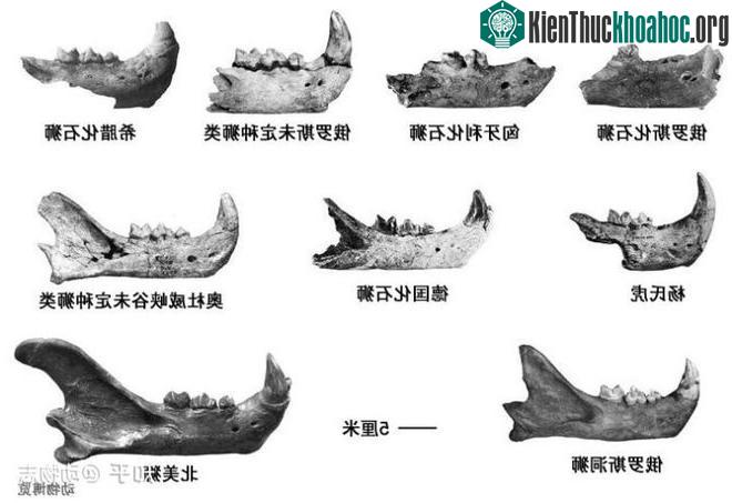 Yang's Tiger: Sư tử bản địa của Trung Quốc nhưng lại được gọi là hổ ảnh 3