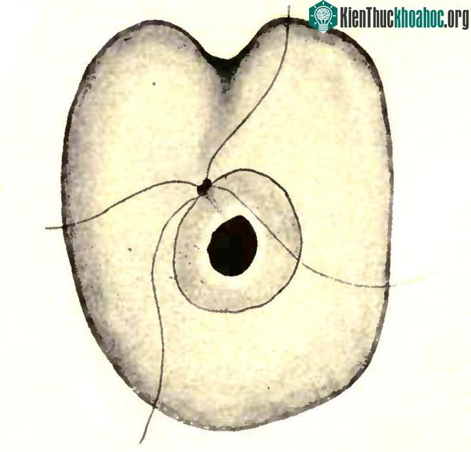Collodictyon triciliatum lần đầu tiên được tìm thấy trong phù sa ở một hồ nước