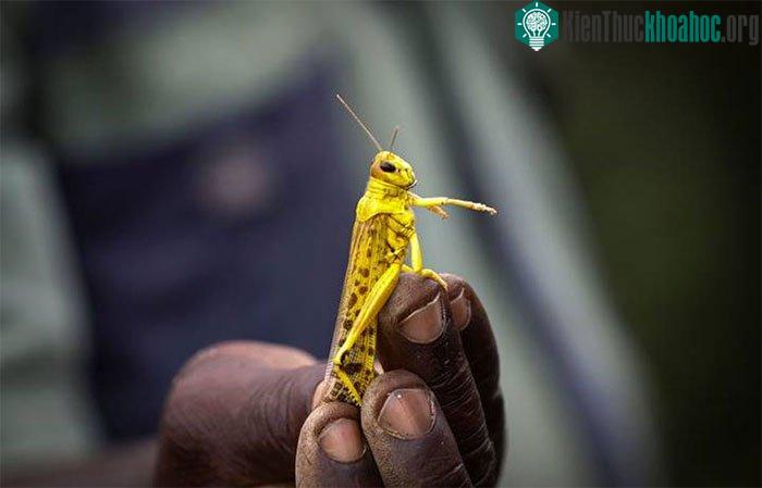 Một con châu chấu sa mạc bị nông dân Kenya bắt được.
