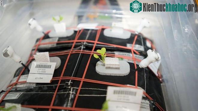 Veggie có kết cấu giống một nhà kính nhỏ với hệ thống đèn LED