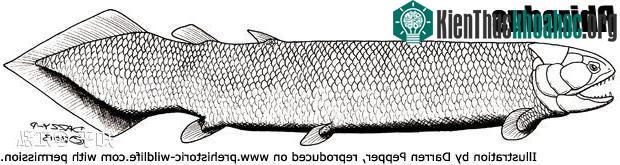Rhizodus hibberti: Quái vật kinh hoàng của kỷ Carbon ảnh 3