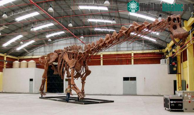 Bộ xương của khủng long Patagotitan.