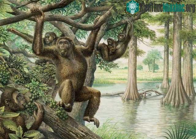 Vượn cáo Rudapithecus