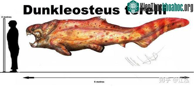 So sánh kích thước của cá Dunkleosteus với con người.