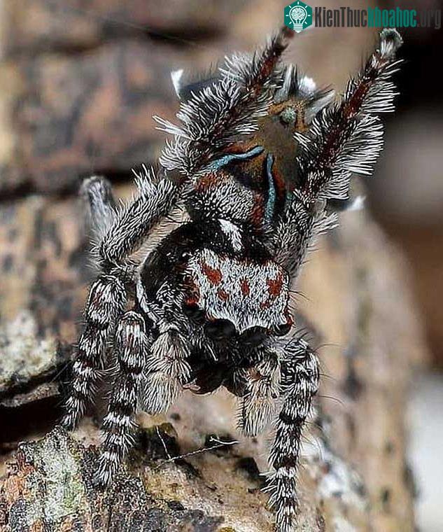 Nhện Maratus combustus