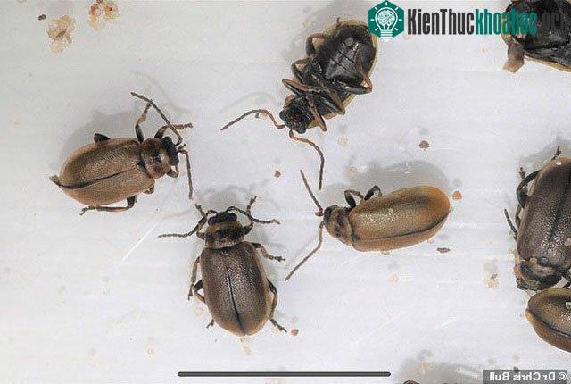 Nguyên nhân việc hàng triệu con bọ bất ngờ xuất hiện ở bờ biển nước Anh vẫn đang được điều tra làm rõ.