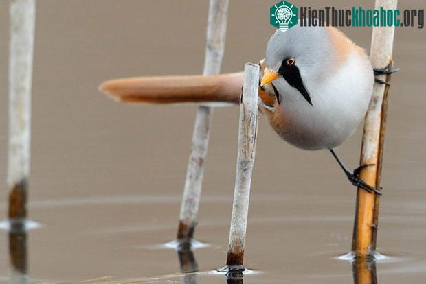 Con đực có bộ lông màu nâu gừng cùng phần lông trên trán màu xanh xám
