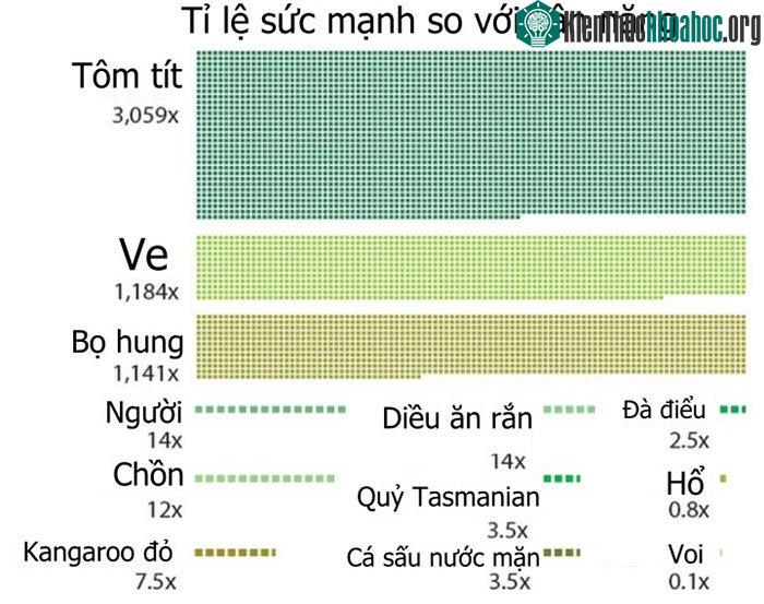 Vòng bốn: Tỉ lệ sức mạnh so với cân nặng