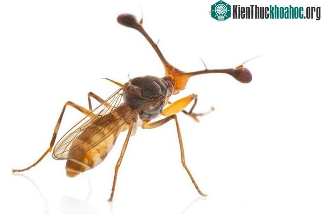 Ruồi cuống mắt trưởng thành thường được tìm thấy trong môi trường ẩm thấp.
