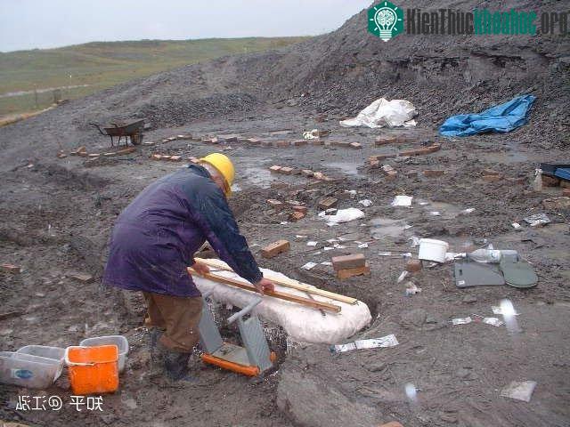 Các nhà nghiên cứu đang bảo vệ hóa thạch của cá Leeds.