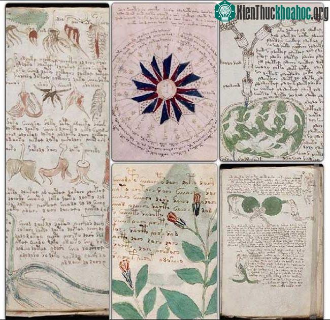 Bản thảo Voynich