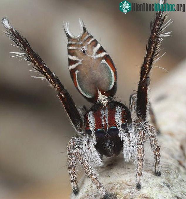 Maratus felinus được ghi nhận năm 2019