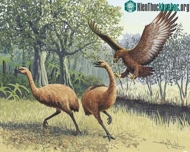 Đại bàng Haast - loài đại bàng lớn nhất từng sống trên Trái đất.