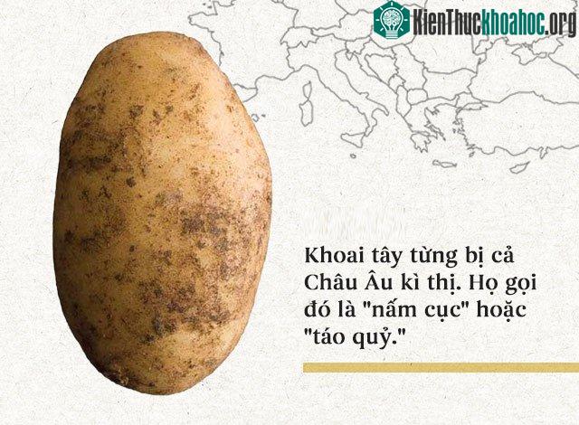 Khoai tây từng bị cả châu Âu kỳ thị