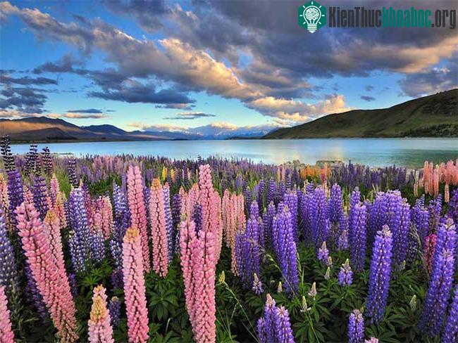Hồ Tekapo, nằm trên hòn đảo phía nam của New Zealand, là một địa điểm nổi tiếng để ngắm hoa lupin.
