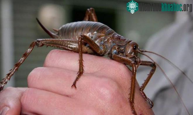 Dế Weta - côn trùng lớn nhất hành tinh hiện nay.