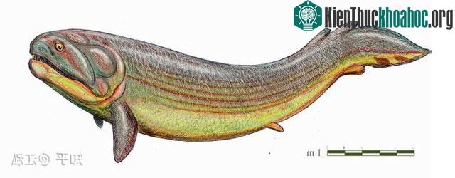 Rhizodus hibberti: Quái vật kinh hoàng của kỷ Carbon ảnh 5