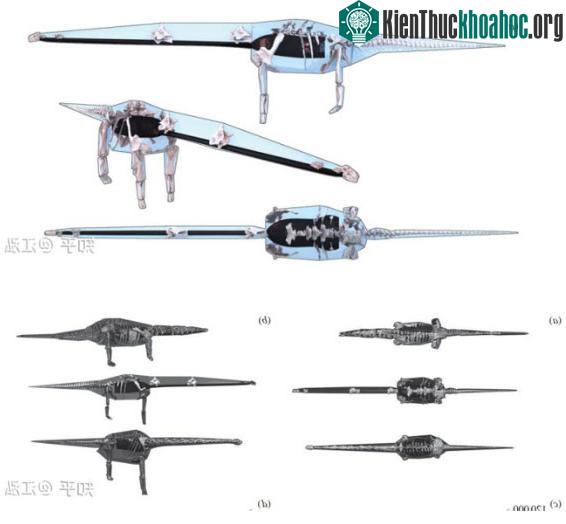 Các nhà cổ sinh vật học tính trọng lượng của khủng long như thế nào? ảnh 5