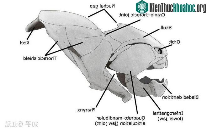 Cấu tạo hàm của cá Dunkleosteus.