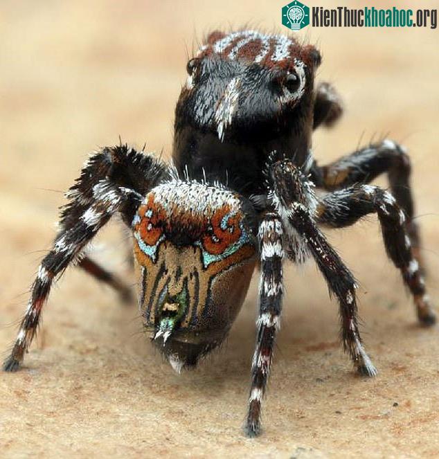 Nhện Maratus aquilus