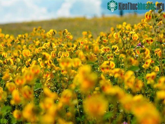 Cao nguyên Kaas ở Maharashtra, Ấn Độ có tới hơn 450 loại hoa trên 1.000 mẫu Anh.