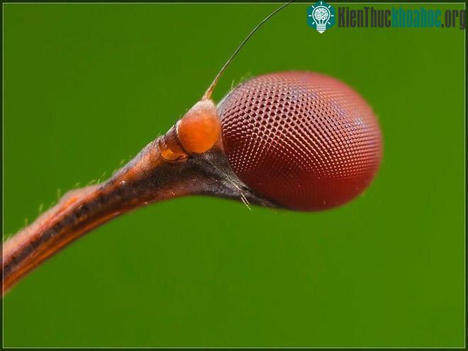 Chúng cũng sở hữu mắt kép được tạo nên từ 2.500 đôi mắt nhỏ.