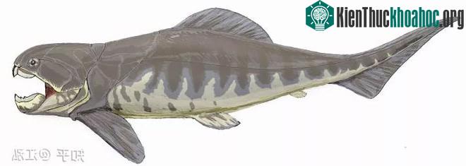 Dunkleosteus vẫn được coi là một trong những động vật có xương sống có hàm sớm nhất trong lịch sử Trái đất.