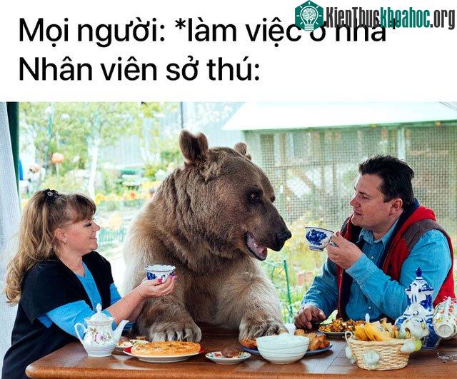 Thêm vài chú pet trông nhà thôi mà.