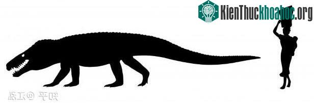 Chúng là động vật chuyên ăn thịt quen sống trên mặt đất, sở hữu hộp sọ sâu và các chi khỏe khoắn có thể đứng thẳng, khác với cá sấu ngày nay.
