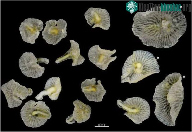 Dendrogramma