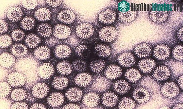 Virus rota