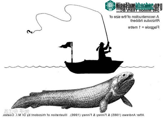 Đặc điểm của Rhizodus hibberti là vây có phần vây thịt và xương hỗ trợ bên trong.