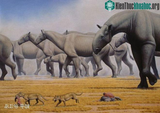 Paraceratherium là một chi tê giác không sừng, thuộc phân họ Indricotheriinae của họ Hyracodontidae. Hóa thạch của chúng được tìm thấy ở vùng Đại lục Á Âu nằm giữa Trung Quốc và Nam Tư cũ. Kích thư...