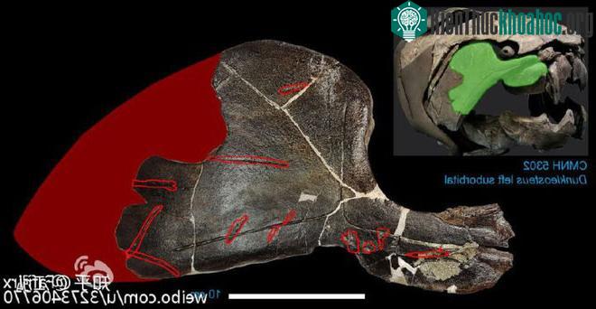 Dunkleosteus thường xuyên nhả các xương của con mồi ra chứ không hoàn toàn tiêu hóa chúng.