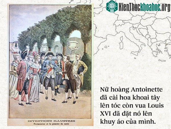 Nữ hoàng Marie Antoinette đã cài hoa khoai tây lên tóc
