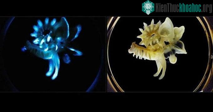 Giun ống giấy phát quang (phải) khi cảm thấy bị đe dọa.
