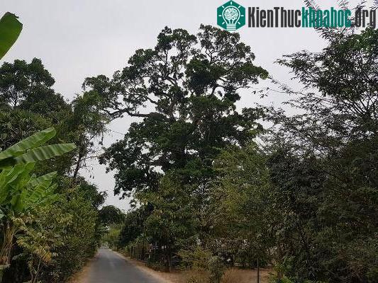 "Cụ" dầu rái 300 năm tuổi khổng lồ tỏa bóng mát