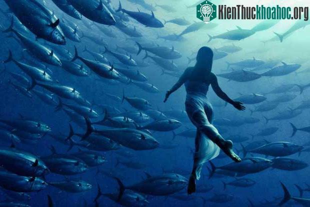 Vận động viên bơi lội Nhật Bản chụp ảnh cùng đàn cá.