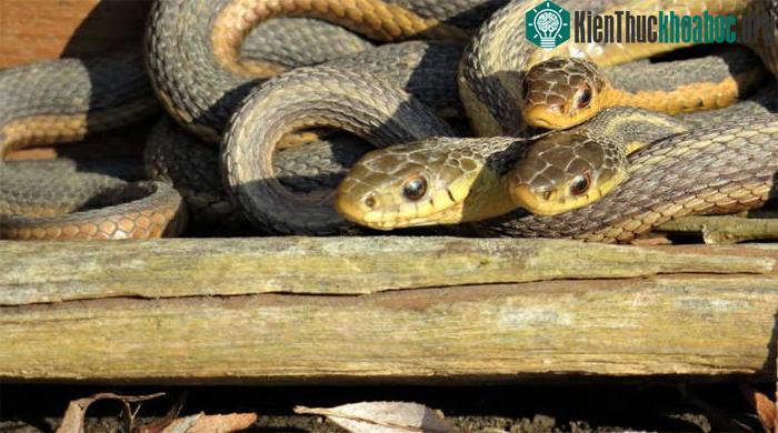 Các con rắn này dường như chủ động tìm kiếm sự tương tác xã hội.