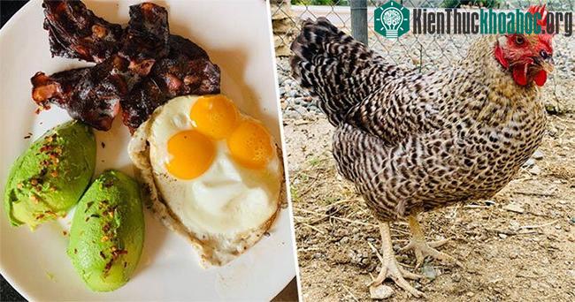 Con gà Darlene đẻ ra trứng có ba lòng đỏ hiếm có trên thế giới.