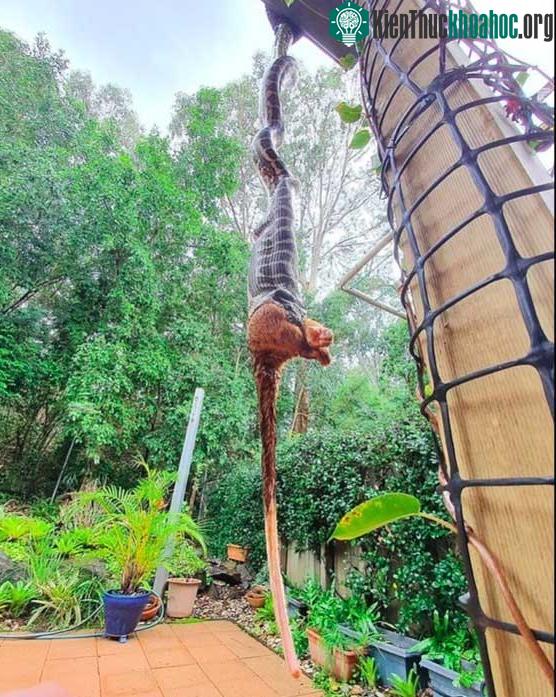 Trăn kim cương ăn sống nuốt tươi chồn túi possum cỡ khủng ảnh 0