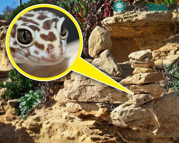 Khi lấy đá xếp chồng lên nhau, bạn đã vô tình dỡ bỏ "mái nhà" của nhiều loài vật khác.