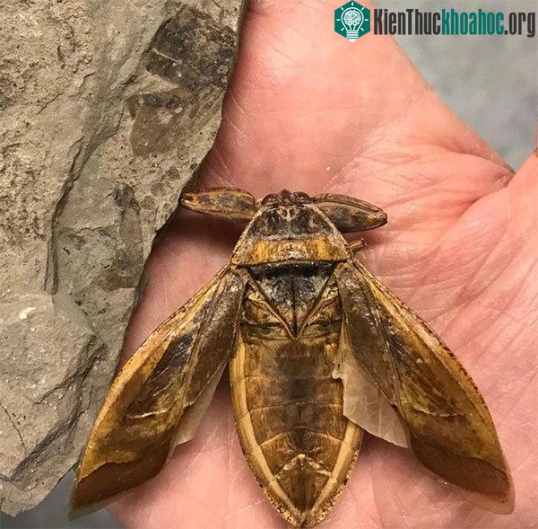 Hóa thạch bên cạnh một con bọ nước khổng lồ.