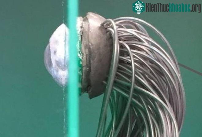 Mắt sinh học với chức năng mô phỏng mắt người được phát triển bởi các nhà khoa học Mỹ và Hong Kong. (Ảnh: Daily Mail).
