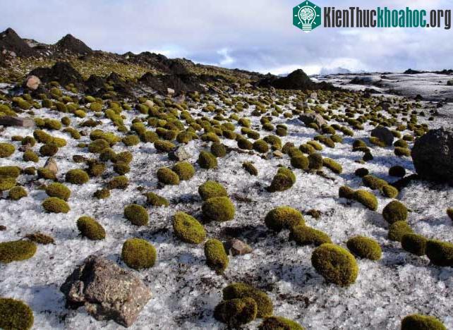 Bóng rêu ở Iceland